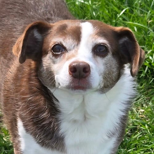 Photo of Flopsy, adoptable senior Rat Terrier in Normal, Illinois