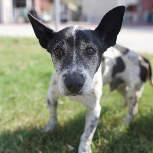 Photo of Ghost, adoptable senior Terrier in San Antonio, Texas