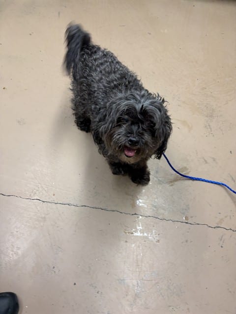 Photo of Marleth, adoptable senior Shih Tzu in Chicago, Illinois