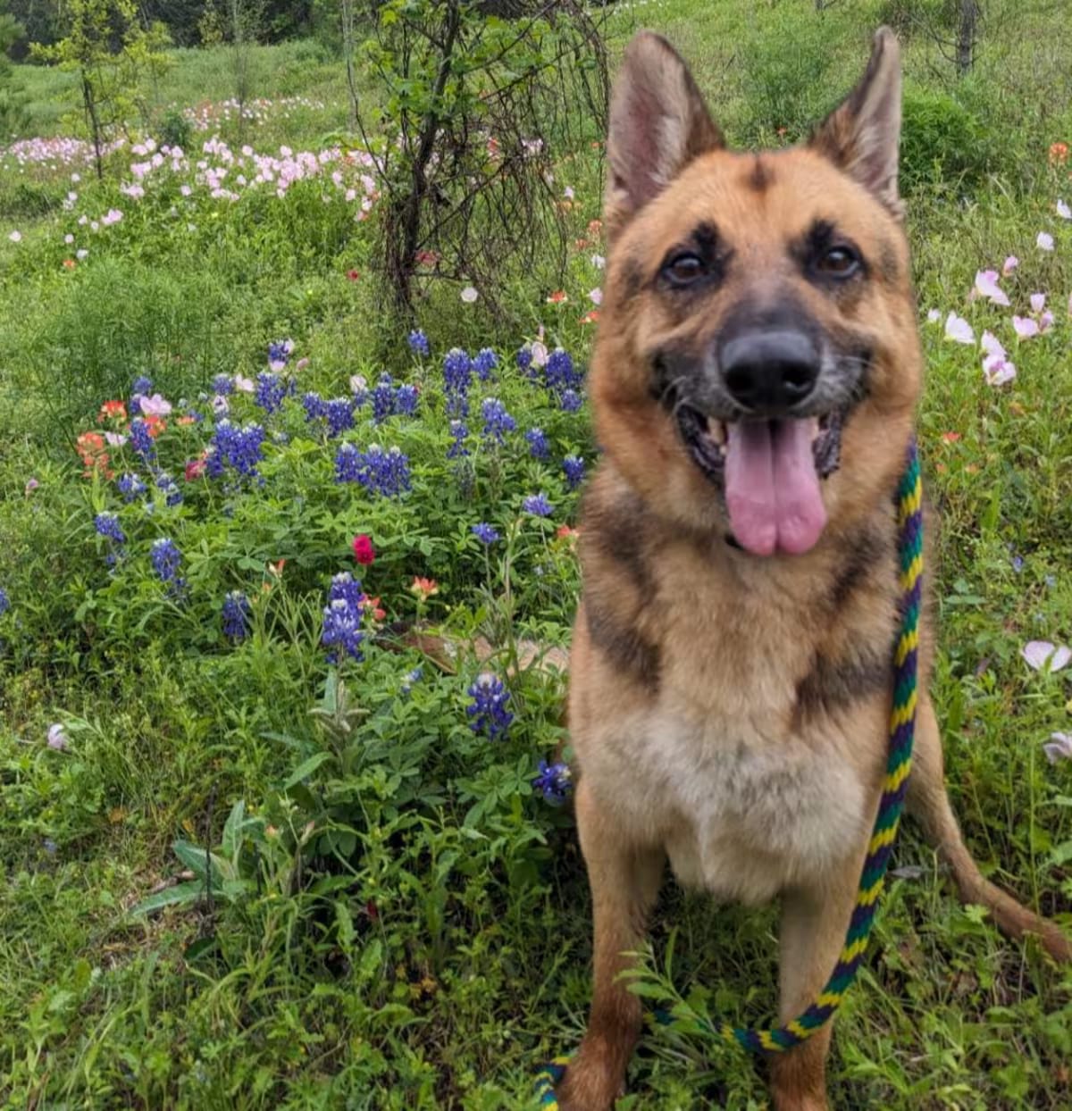 Photo of Leo, adoptable senior German Shepherd Dog in Houston, Texas