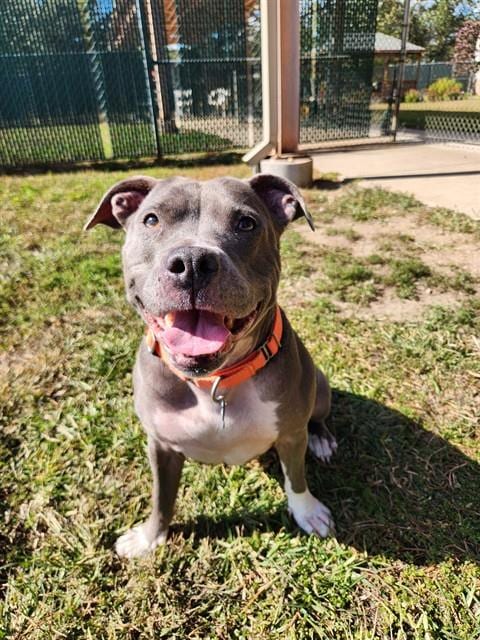 Photo of Tippy, adoptable senior Pit Bull Terrier in Springfield, Massachusetts