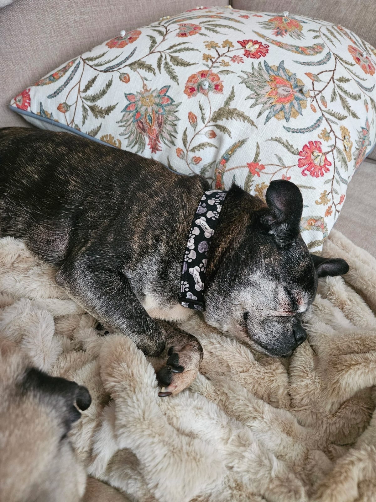 Photo of Jaxx, adoptable senior Other in Grapevine, Texas