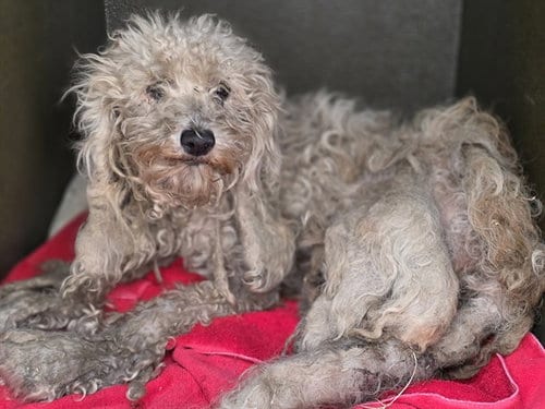 Photo of A5805407, adoptable senior Poodle (Miniature) in Gardena, California