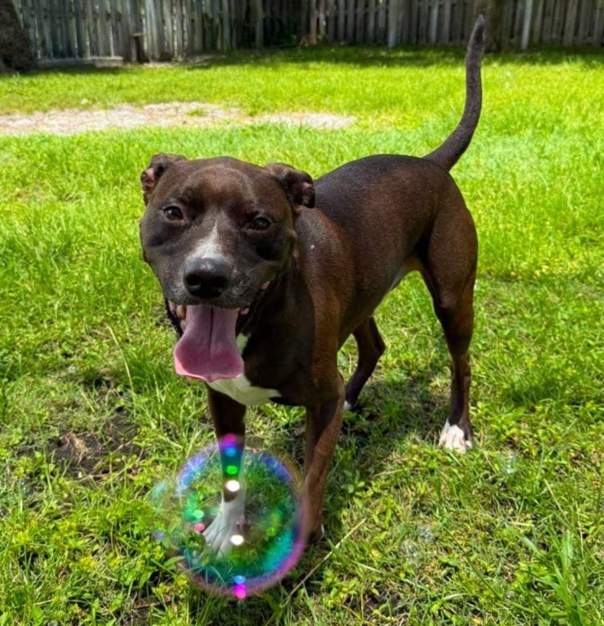 Photo of Mr. Peabody, adoptable senior American Pit Bull Terrier in Sebastian, Florida