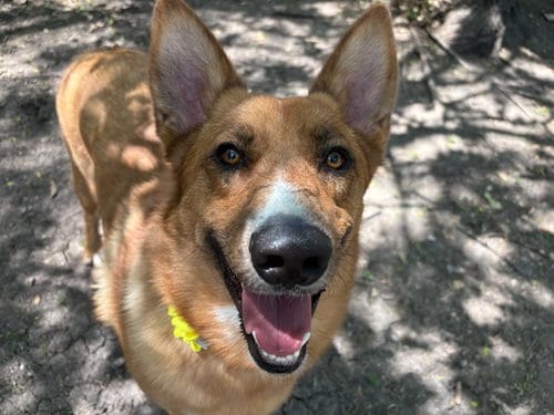 Photo of Lucy, adoptable senior Shepherd in San Antonio, Texas