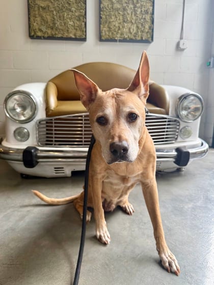 Photo of Ted - IN FOSTER, adoptable senior dog in Chamblee, Georgia