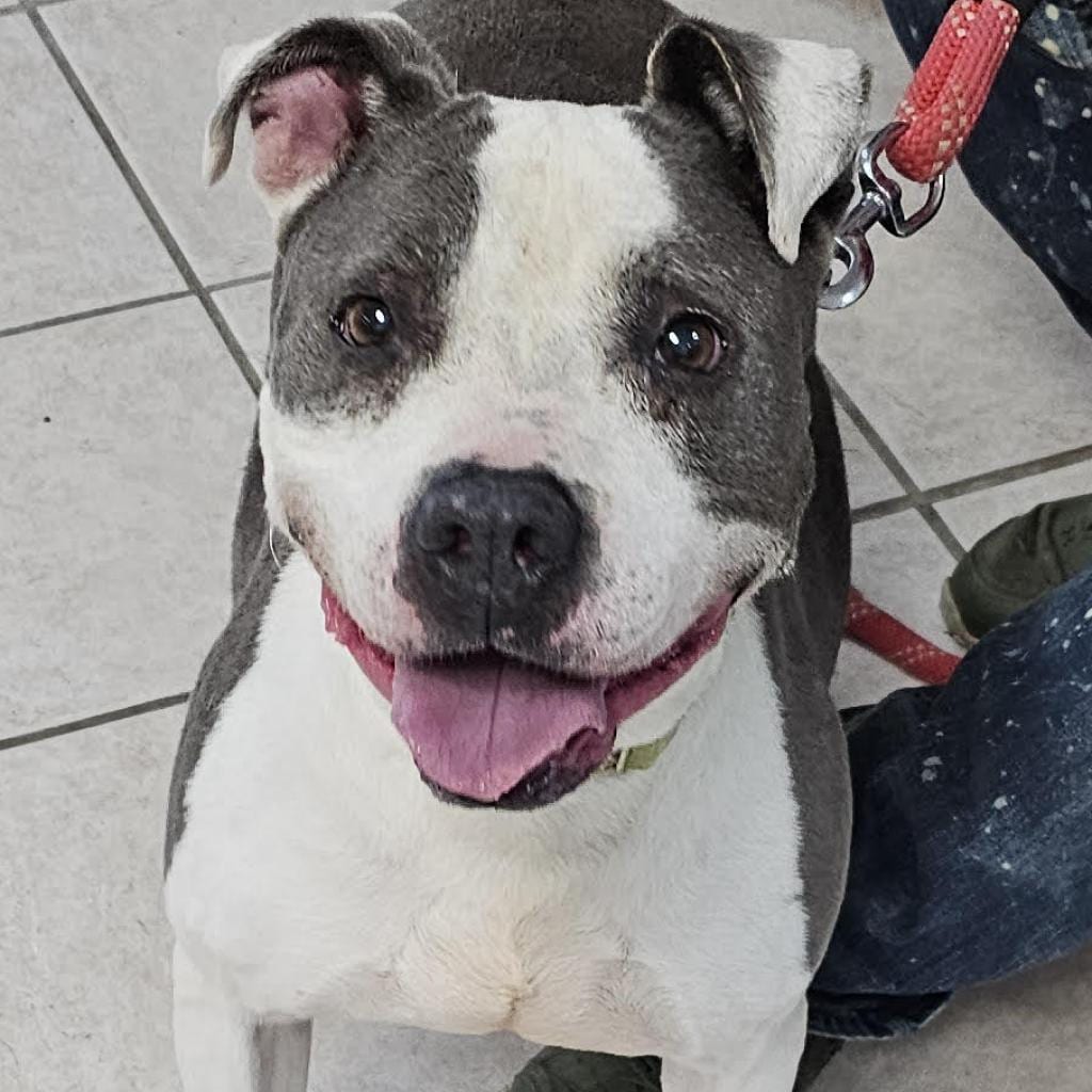 Photo of Dumpling, adoptable senior Mixed Breed (Large)