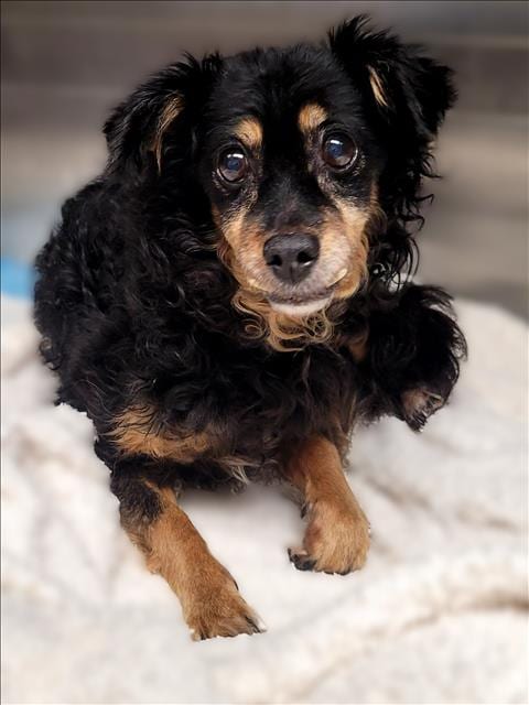 Photo of Lucy, adoptable senior Chihuahua in Van Nuys, California