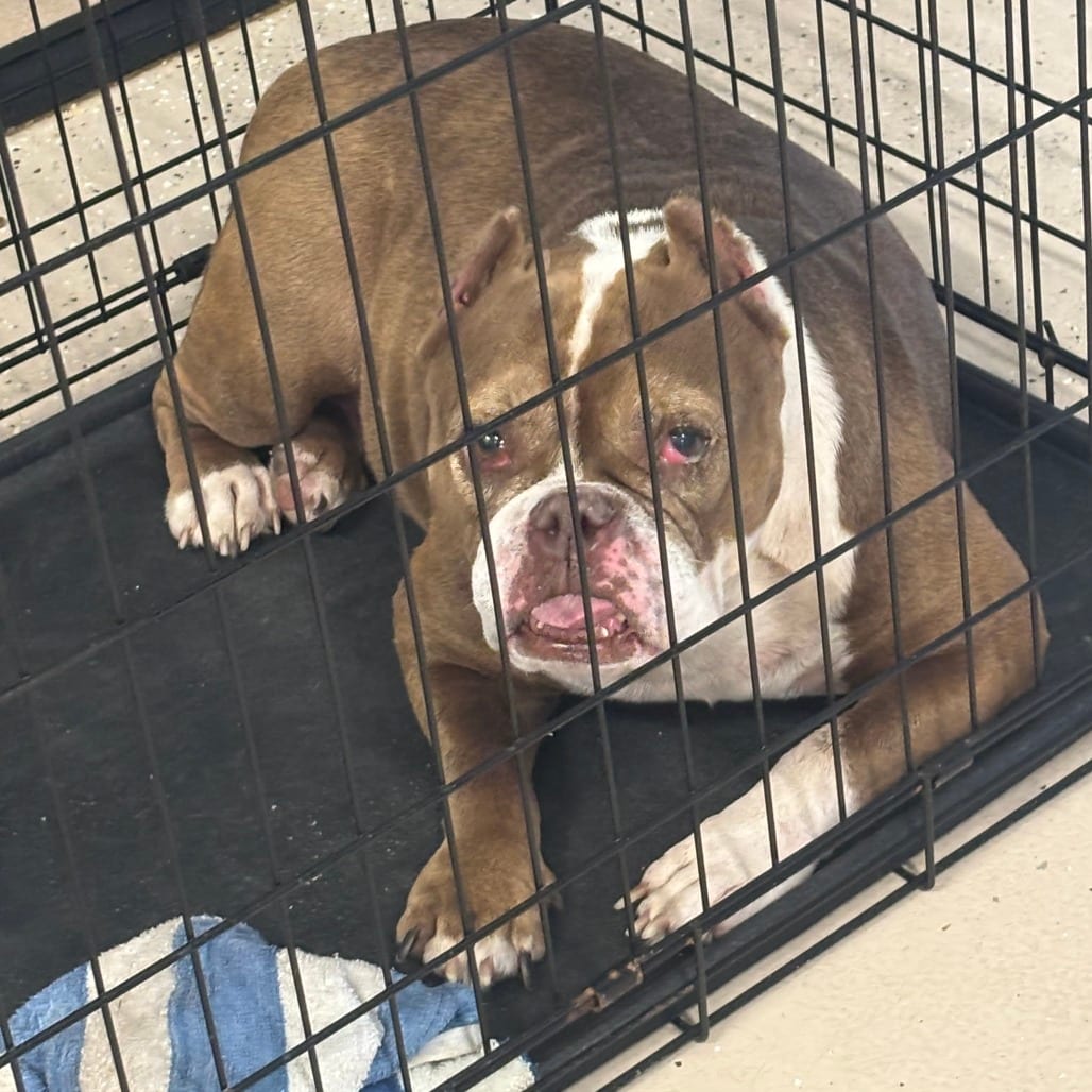 Photo of Latte, adoptable senior Bulldog in Fort Pierce, Florida