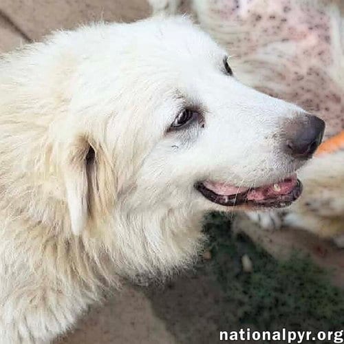 Photo of Petunia in MA - A Chill Old Lady, adoptable senior Great Pyrenees in Beacon, New York