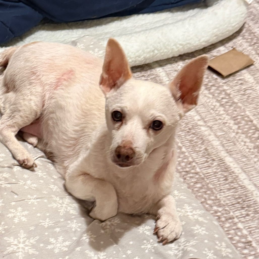 Photo of Jetson, adoptable senior Chihuahua / Mix in San Francisco, California