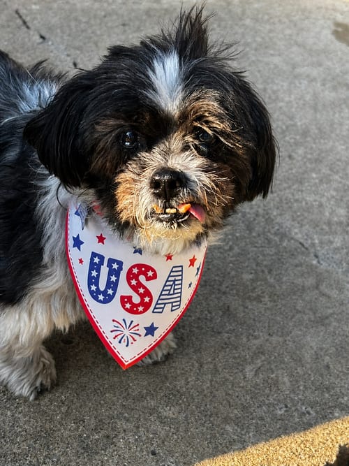 Photo of George-OS, adoptable senior Shih Tzu in Pataskala, Ohio