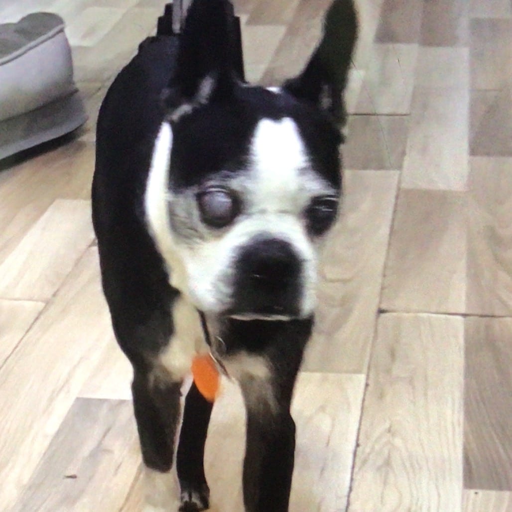 Photo of Jax (blue collar), adoptable senior Terrier / Boxer