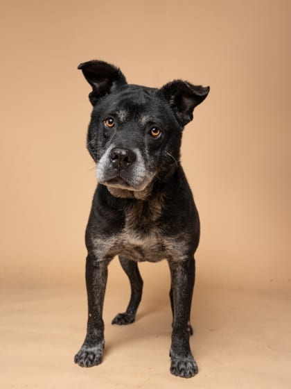 Photo of Garms, adoptable senior dog in Atlanta, Georgia