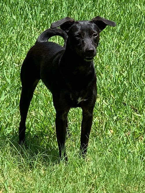Photo of Luna In Texas, adoptable senior Xoloitzcuintle/Mexican Hairless in Erie, Michigan