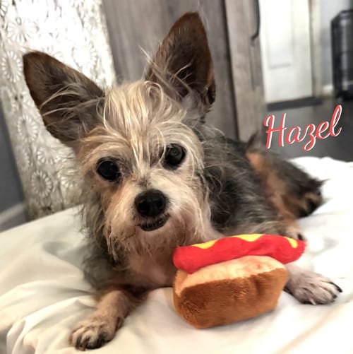 Photo of Hazel #spunky-lil-girl, adoptable senior Yorkshire Terrier Yorkie in HOUSTON, Texas