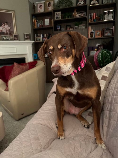 Photo of Fallon, adoptable senior Hound in Holbrook, New York