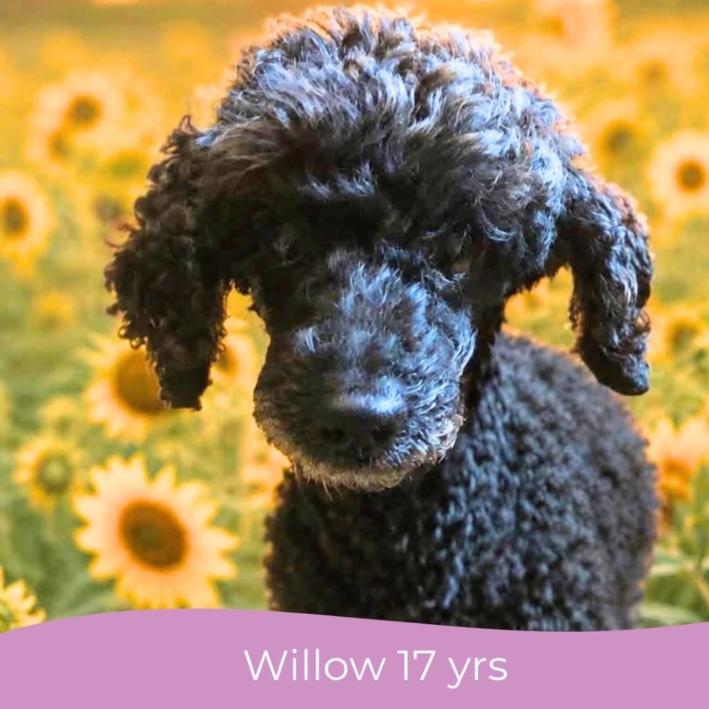 Photo of Willow (Whoopie), adoptable senior Poodle, Miniature in Maryland, Maryland