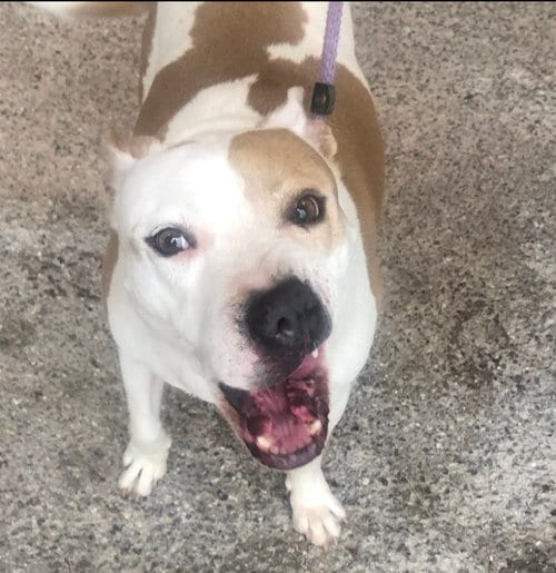 MILLIE, adoptable senior Labrador Retriever in Oro Valley, AZ