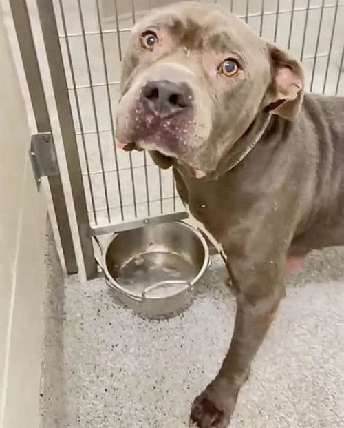 Photo of Trigger, adoptable senior American Pit Bull Terrier in Houston, Texas
