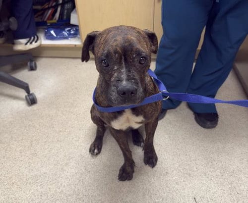 Photo of Snuggles, adoptable senior Boxer in Riverside, California