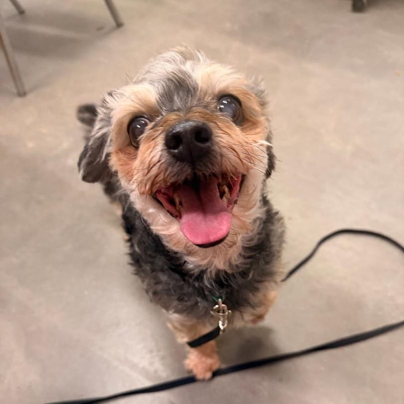 Photo of Ricky, adoptable senior Shih Tzu / Terrier, Yorkshire, Yorkie in Northern Wisconsin, Wisconsin