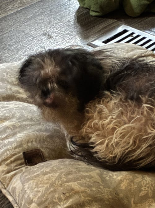 Photo of Dolly, adoptable senior Shih Tzu in Middlesex, North Carolina