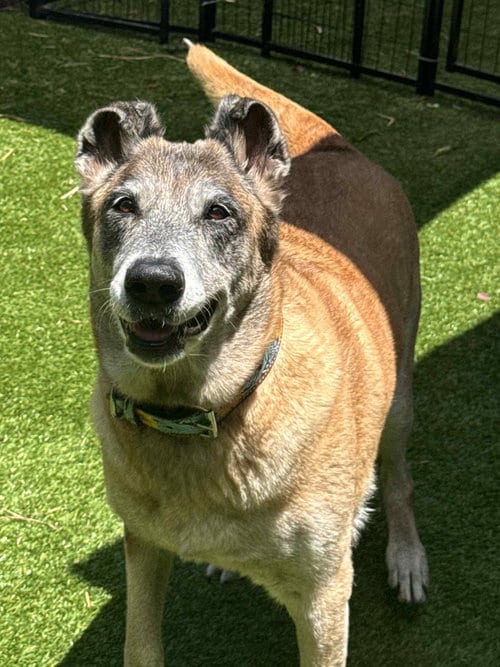 Photo of Remy-Fl, adoptable senior Belgian Shepherd Malinois in Amherst Junction, Wisconsin