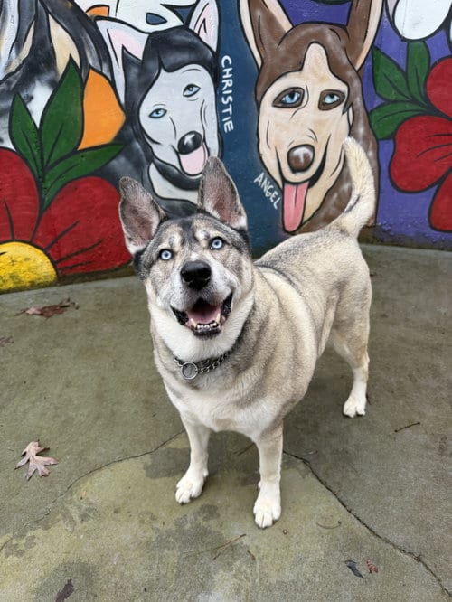 Photo of Lennox, adoptable senior Siberian Husky in Roswell, Georgia