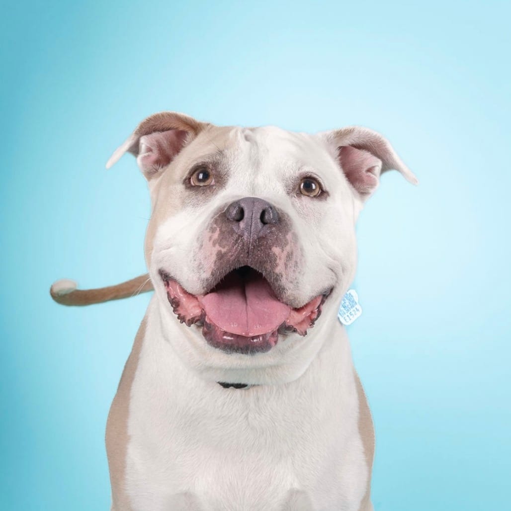 Photo of Chunky Monkey, adoptable senior Mixed Breed (Large) / Mixed Breed (Large) in Patchogue, New York