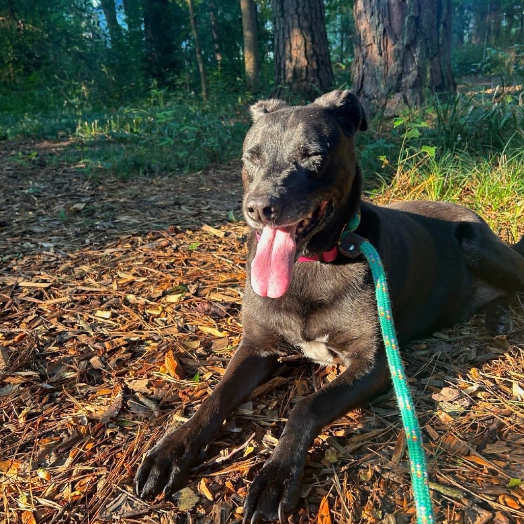 Photo of Tara, adoptable senior Mixed Breed (Medium) in Decatur, Georgia