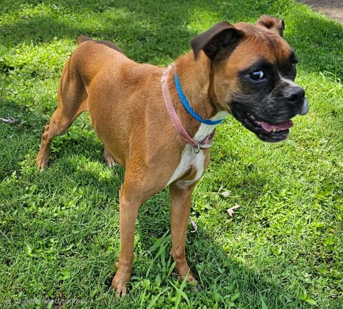 Photo of Hope, adoptable senior Boxer in Sussex, New Jersey