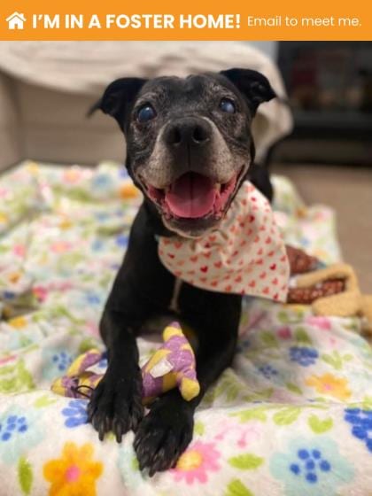 Photo of Mystique, adoptable senior dog in Baltimore, Maryland