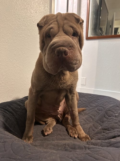 Photo of Maribel, adoptable senior Shar Pei in Tucson, Arizona