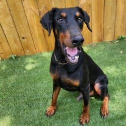 Photo of Rexly JuM, adoptable senior Doberman Pinscher in Richfield, Minnesota