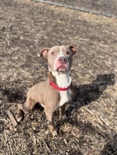 Photo of Brooklyn, adoptable senior Pit Bull Terrier in Saginaw, Michigan