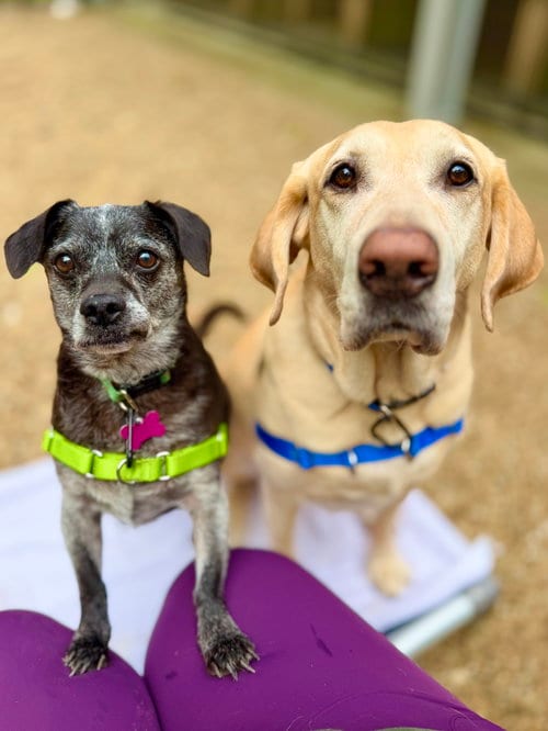 Photo of Tucker, adoptable senior Labrador Retriever in West Cornwall, Connecticut