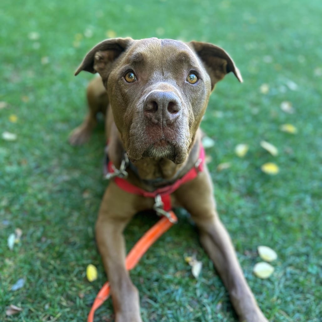 Photo of Scooby, adoptable senior Retriever, Chocolate Labrador / Mix in Kanab, Utah