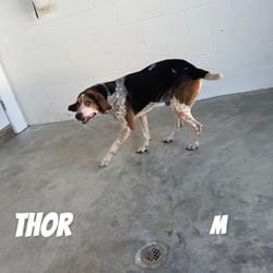 Photo of Thor 5135, adoptable senior Mixed Breed (Medium) in Loxahatchee, Florida