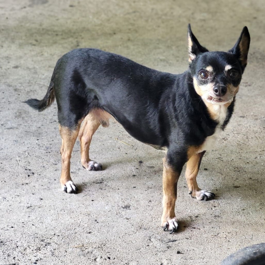 Photo of Rockstar, adoptable senior Chihuahua, Short Coat in Normal, Illinois