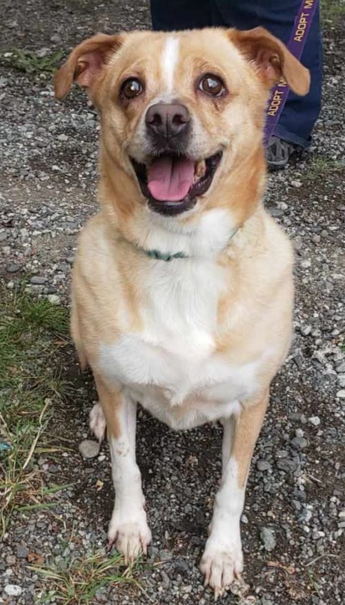 Photo of Bella, adoptable senior Basenji in Anchorage, Alaska