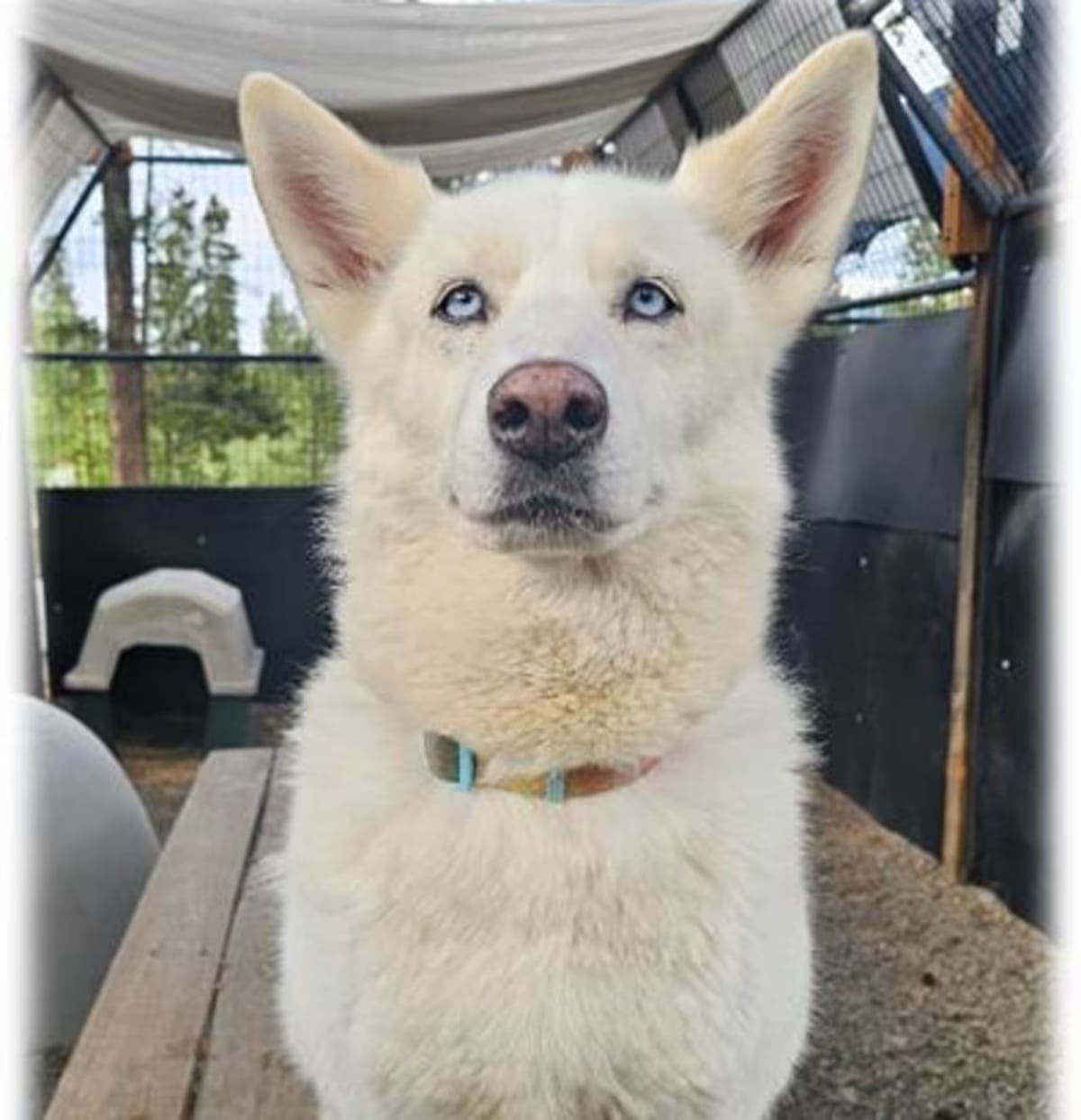 Photo of Luna, adoptable senior Husky in Frisco, Colorado