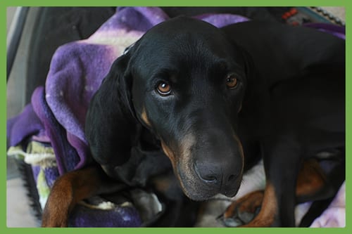 Photo of Koa, adoptable senior Black and Tan Coonhound in Amherst, Massachusetts