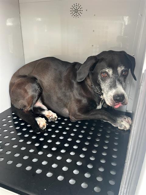 Photo of Fred, adoptable senior Labrador Retriever in Palmetto, Florida