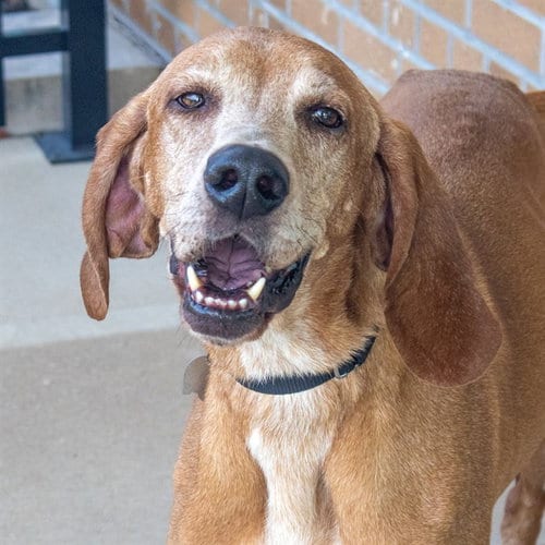 Photo of Marcus, adoptable senior Bloodhound in St Louis, Missouri