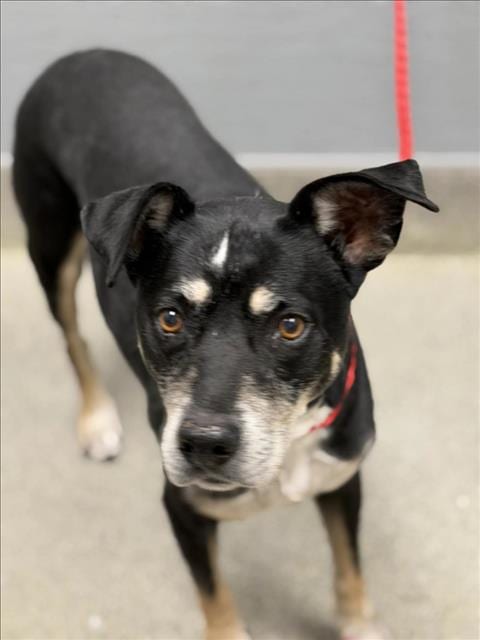 Photo of Liz, adoptable senior Labrador Retriever in Las Vegas, Nevada