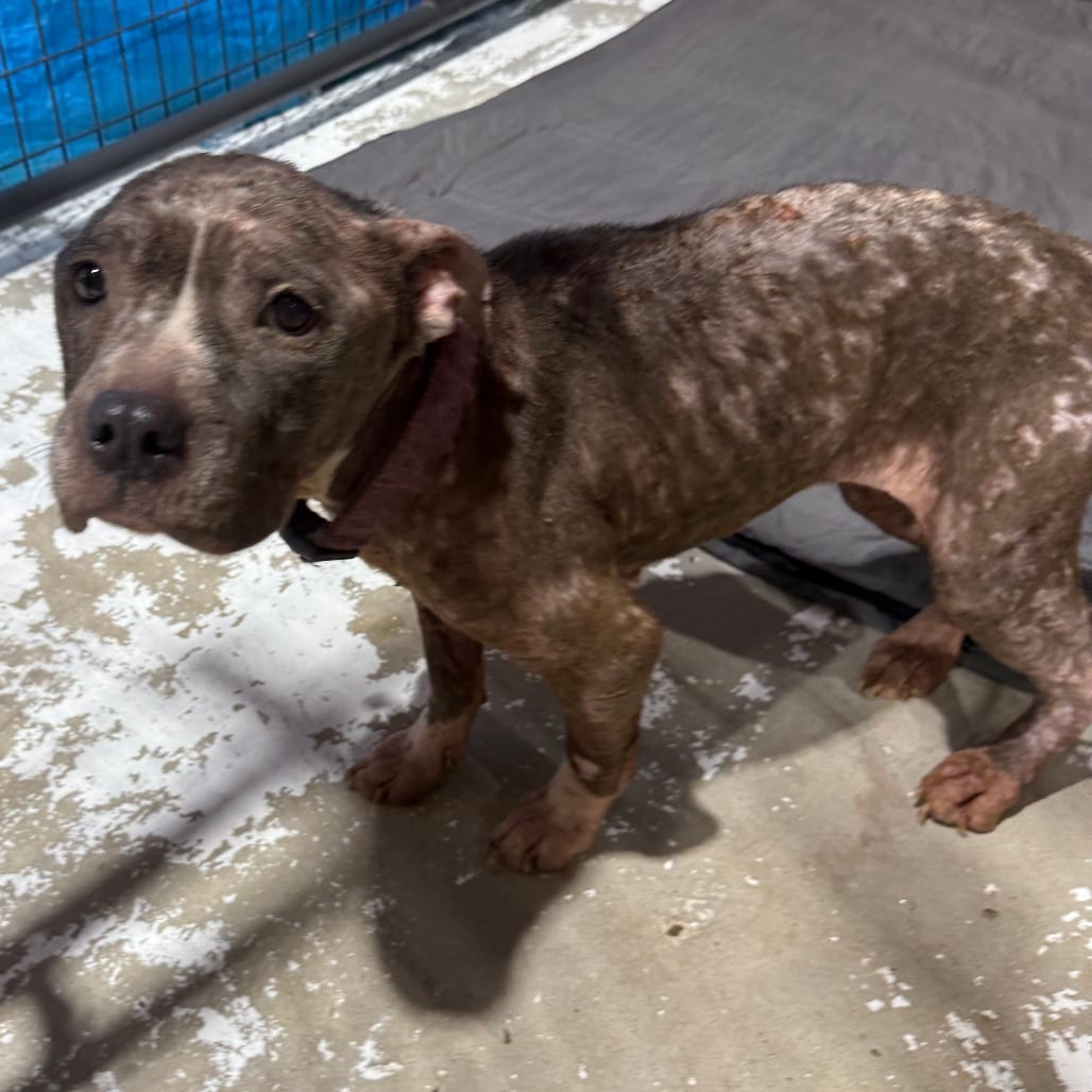 Photo of Millie, adoptable senior Terrier, Pit Bull / Mixed Breed (Medium) in Houston, Texas