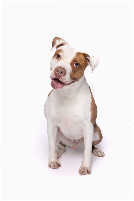 Photo of Dab, adoptable senior Terrier mix in Miami, Florida