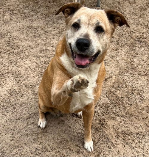 Photo of Marge, adoptable senior Boxer in Gun Barrel City, Texas