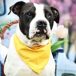 Photo of Betamax JuM, adoptable senior American Bulldog Boxer in Richfield, Minnesota